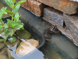 Déjà un peu de biodiversité