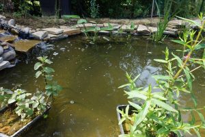 Installation des plantes aquatiques