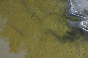 La faune se développe