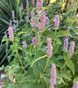 Agastache rugosa Liquerice Blue