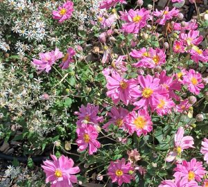 Anemone hupehensis Pretty Lady Emily et Aster diavricatus beth chatto