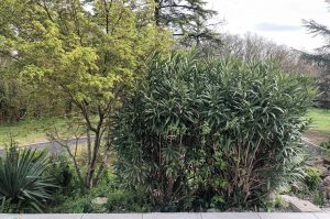 erable et lauriers rose