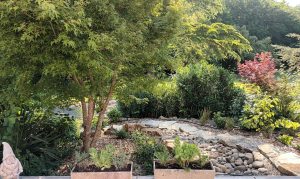 Erable et jardin japonais