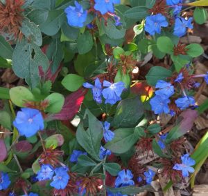 Ceratostigma plumbaginoides