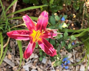 Hemerocallis Crimson pirate
