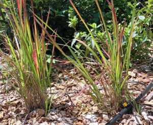 Imperata cylindrica 'Rubra' Red baron