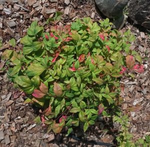 Nandina domestica Fire Power