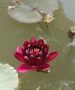 Nymphaea 'Black Princess'