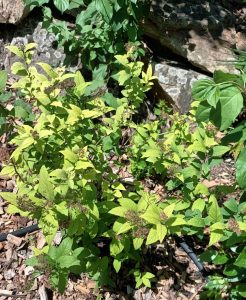 Spiraea japonica 'Golden princess'