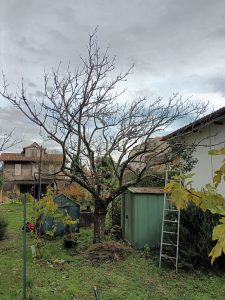 Taille douce arbres fruitiers