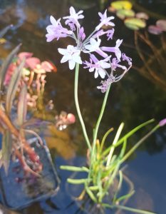 Tulbaghia violacea