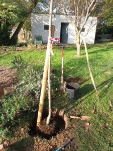 Plantation Robinia pseudoacacia Casque Rouge