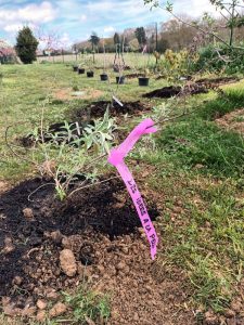 Plantation massif arbustes