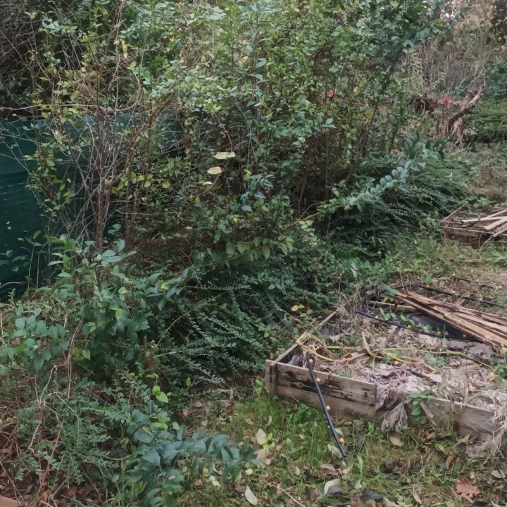 Coté sud-est du terrain avant Jardin avant l'entretien